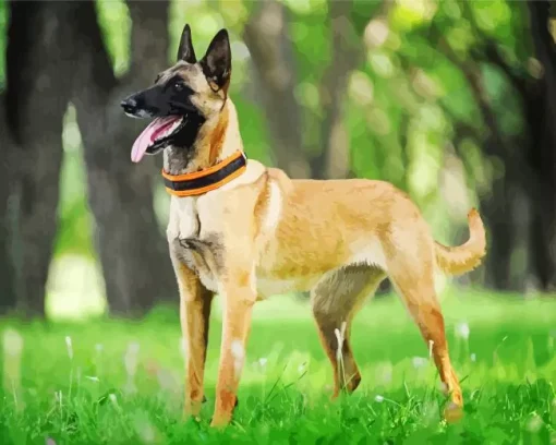 Belgian Malinois Dog Diamond Painting