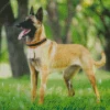 Belgian Malinois Dog Diamond Painting