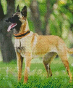 Belgian Malinois Dog Diamond Painting