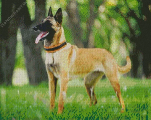 Belgian Malinois Dog Diamond Painting