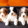 Bernedoodle Puppies Diamond Painting