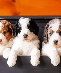 Bernedoodle Puppies Diamond Painting