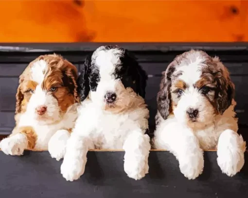 Bernedoodle Puppies Diamond Painting