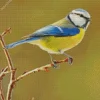 Bird Blue Tit Diamond Painting