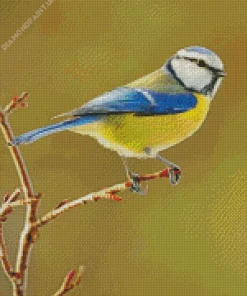 Bird Blue Tit Diamond Painting