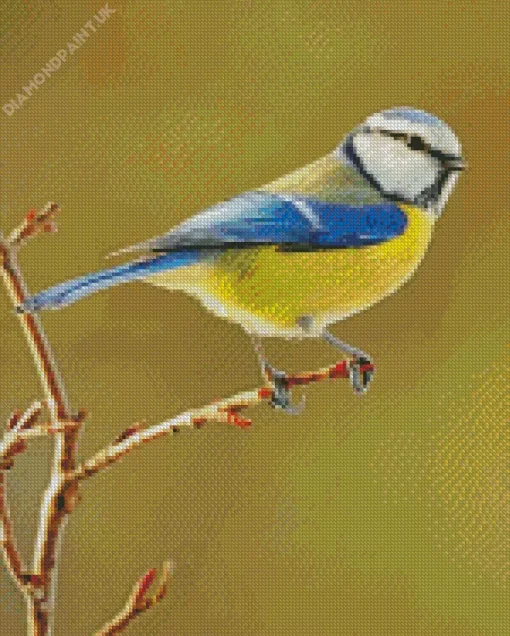 Bird Blue Tit Diamond Painting