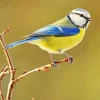 Bird Blue Tit Diamond Painting