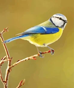 Bird Blue Tit Diamond Painting