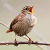 Bird Singing Diamond Painting