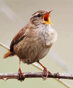 Bird Singing Diamond Painting