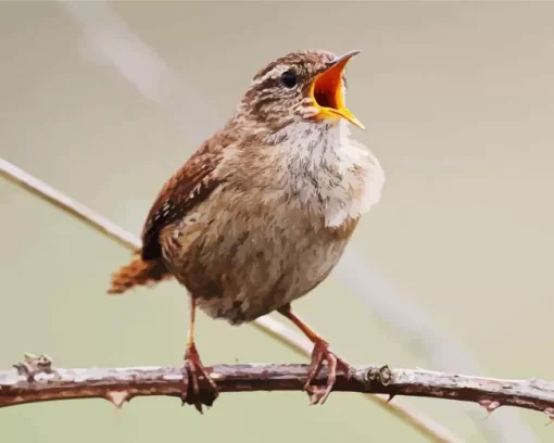 Bird Singing Diamond Painting