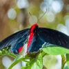 Black And Red Butterfly Diamond Painting