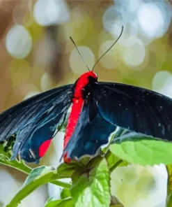 Black And Red Butterfly Diamond Painting