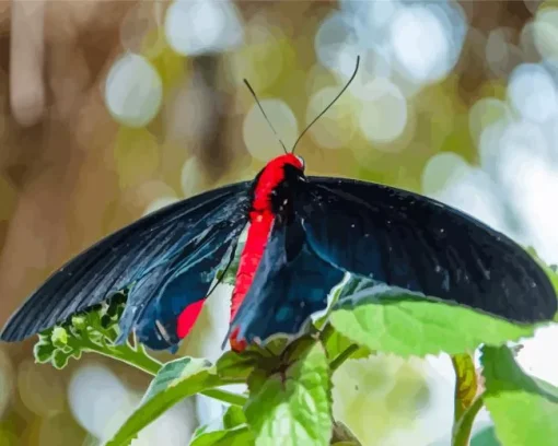 Black And Red Butterfly Diamond Painting