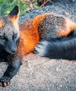 Black And Red Fox Diamond Painting