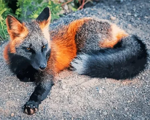 Black And Red Fox Diamond Painting