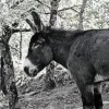 Black And White Donkey Diamond Painting