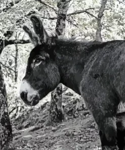 Black And White Donkey Diamond Painting