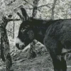 Black And White Donkey Diamond Painting