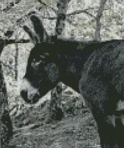 Black And White Donkey Diamond Painting