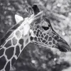 Black And White Giraffe Diamond Painting