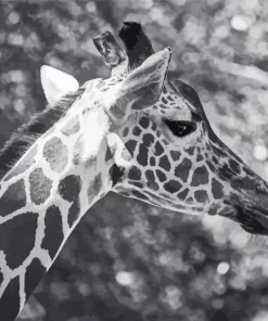 Black And White Giraffe Diamond Painting