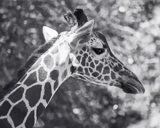 Black And White Giraffe Diamond Painting