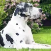 Black And White Great Dane Diamond Painting