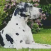 Black And White Great Dane Diamond Painting