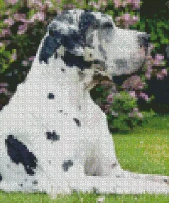 Black And White Great Dane Diamond Painting