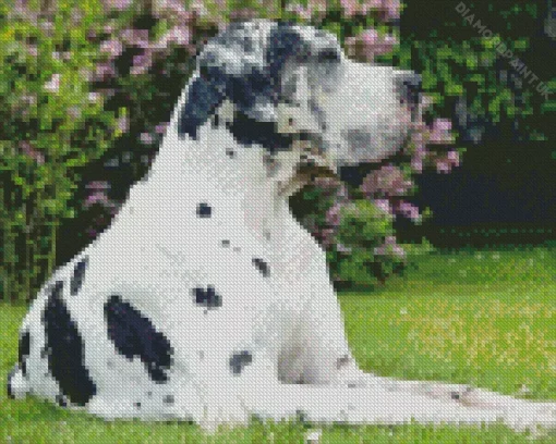 Black And White Great Dane Diamond Painting