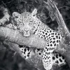 Black And White Leopard Diamond Painting