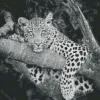 Black And White Leopard Diamond Painting