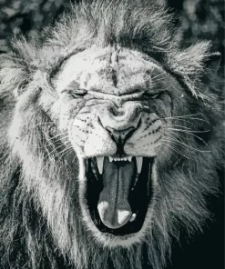 Black And White Lion Diamond Painting