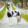 Black And White Pinto Horse Diamond Painting