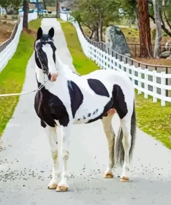 Black And White Pinto Horse Diamond Painting