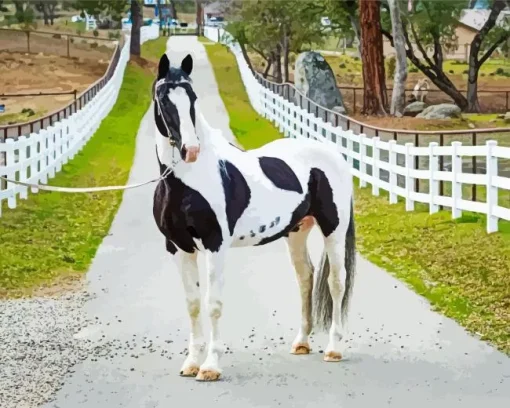 Black And White Pinto Horse Diamond Painting