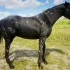 Black Appaloosa Horse Diamond Painting