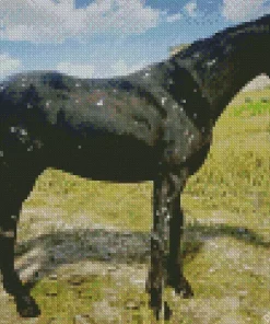 Black Appaloosa Horse Diamond Painting