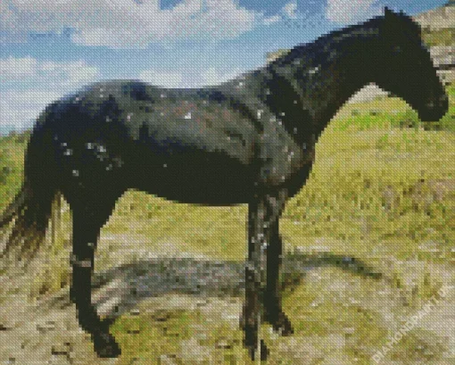 Black Appaloosa Horse Diamond Painting