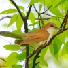 Black Billed Cuckoo Diamond Painting