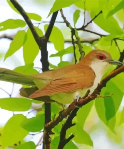 Black Billed Cuckoo Diamond Painting