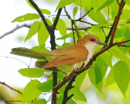 Black Billed Cuckoo Diamond Painting