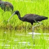 Black Ibis Bird Diamond Painting