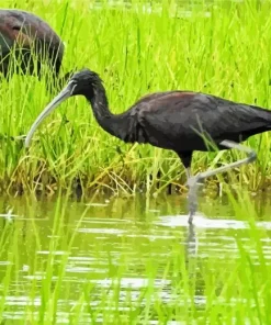 Black Ibis Bird Diamond Painting