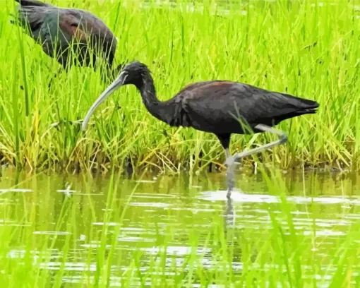 Black Ibis Bird Diamond Painting