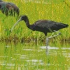 Black Ibis Bird Diamond Painting