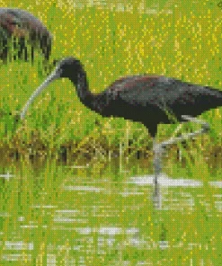 Black Ibis Bird Diamond Painting