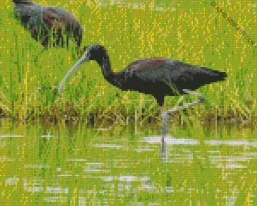 Black Ibis Bird Diamond Painting