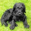 Black Mini Labradoodle Diamond Painting